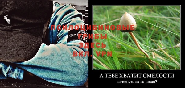 прущие грибы Аркадак
